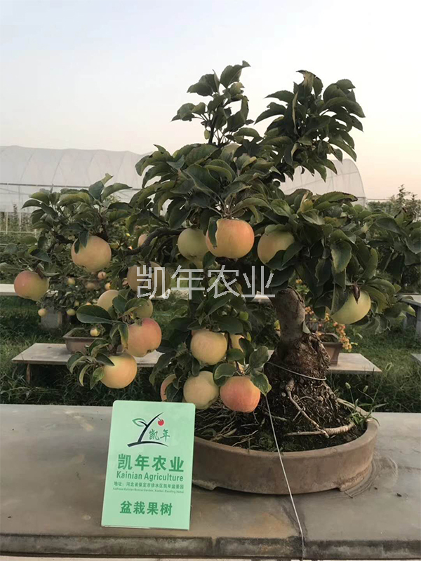 产品名称